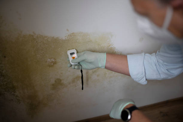 Best Mold Remediation for Specific Building Types in Central City, IA